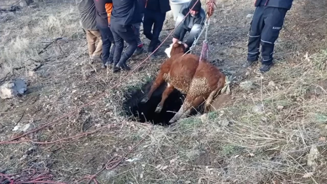 Büyükşehir İtfaiyesi'nden "Buzağı" Operasyonu